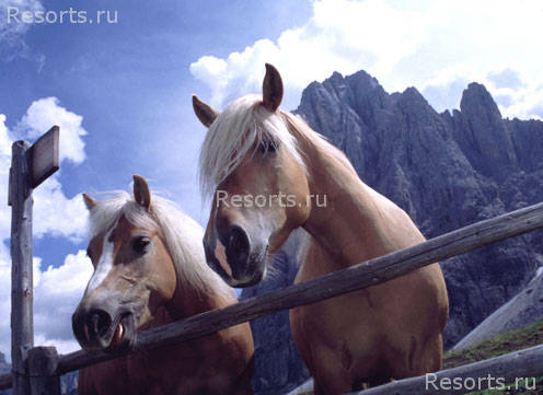 Hotel Gasthof Hubertus 20